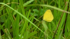 Eurema mandarina