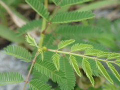 Fabaceae