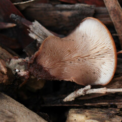 Lentinellus pulvinulus