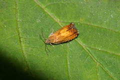 Pammene aurita