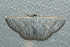 Lomographa aluta