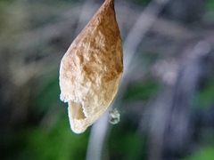 Neospintharus trigonum