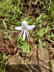 Habenaria grandifloriformis