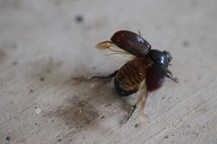 Paranomala cincta