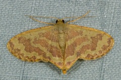 Lophophleps phoenicoptera