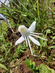 Habenaria grandifloriformis