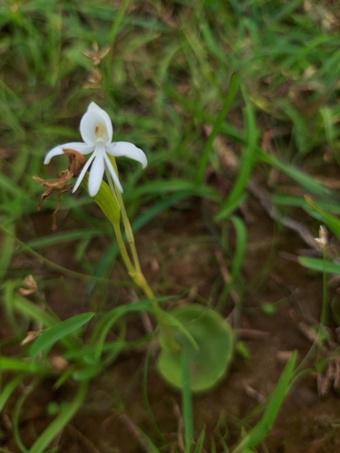 Image of Habenaria grandifloriformis by (c) Ramesh Shenai Jr., some rights reserved (CC BY)