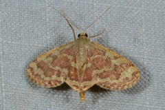 Lophophleps phoenicoptera