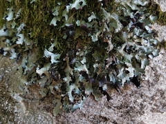 Parmelia submontana