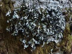 Parmelia submontana
