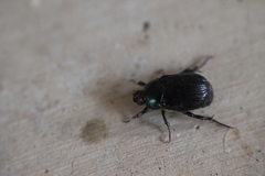 Paranomala cincta