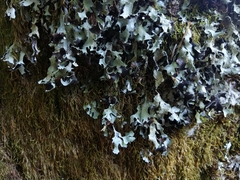 Parmelia submontana