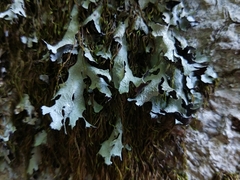Parmelia submontana