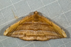 Loxotephria padanga