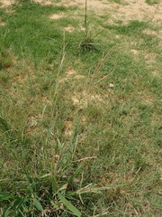 Poaceae