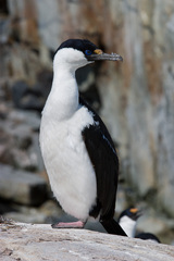Leucocarbo bransfieldensis