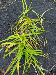 Carex macrocephala