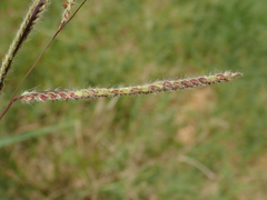 Poaceae