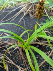 Carex macrocephala
