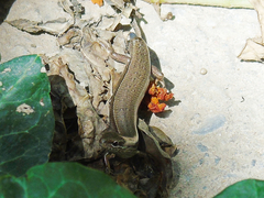 Ablepharus deserti