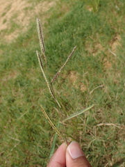 Poaceae