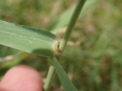 Poaceae