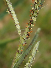 Poaceae
