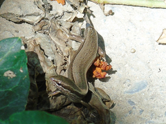 Ablepharus deserti
