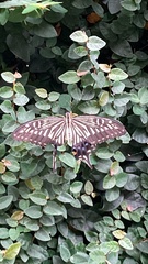Papilio xuthus