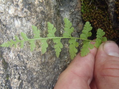 Cystopteris reevesiana