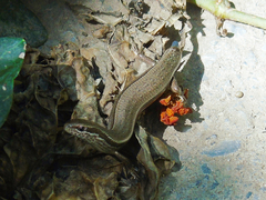 Ablepharus deserti