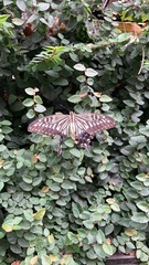 Papilio xuthus