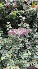 Papilio xuthus