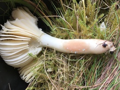 Russula nitida