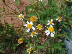 Bidens pilosa