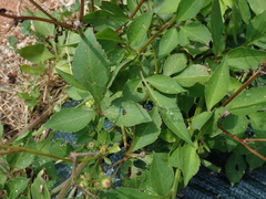 Bidens pilosa