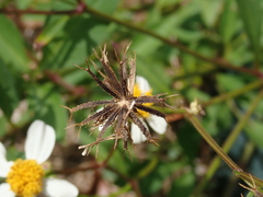 Bidens pilosa