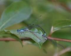 Enallagma divagans