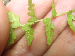 Cystopteris reevesiana