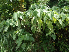 Macaranga tanarius
