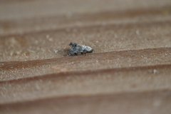 Abablemma bilineata