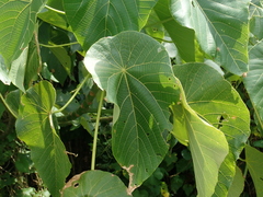 Macaranga tanarius