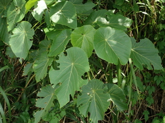Macaranga tanarius