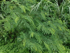 Mimosoideae