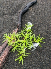 Salsola komarovii