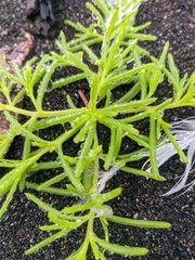 Salsola komarovii