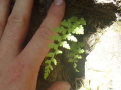 Cystopteris reevesiana
