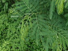 Mimosoideae