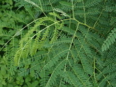 Mimosoideae