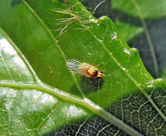 Aulagromyza tridentata